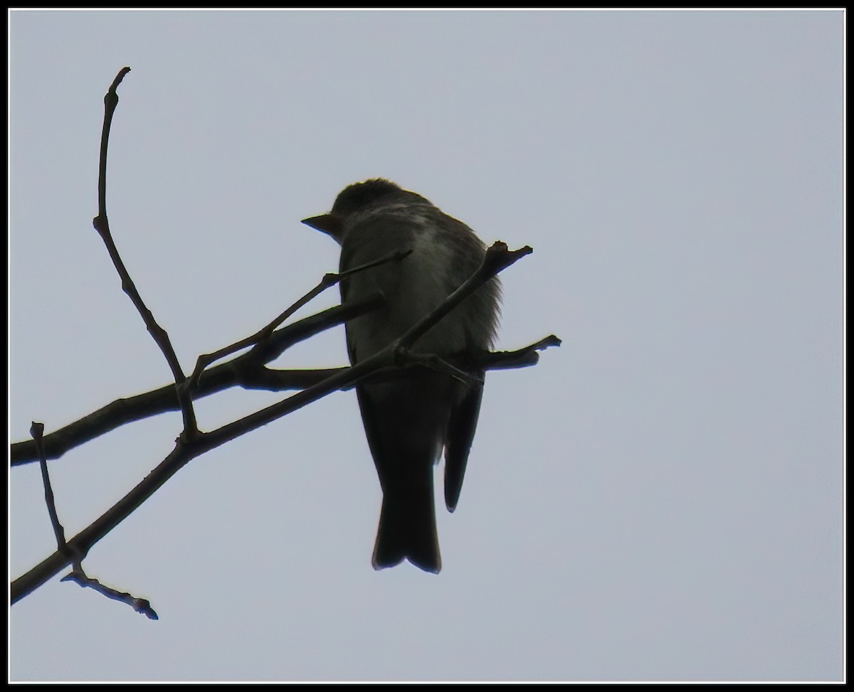 Olive-sided Flycatcher - ML618346302