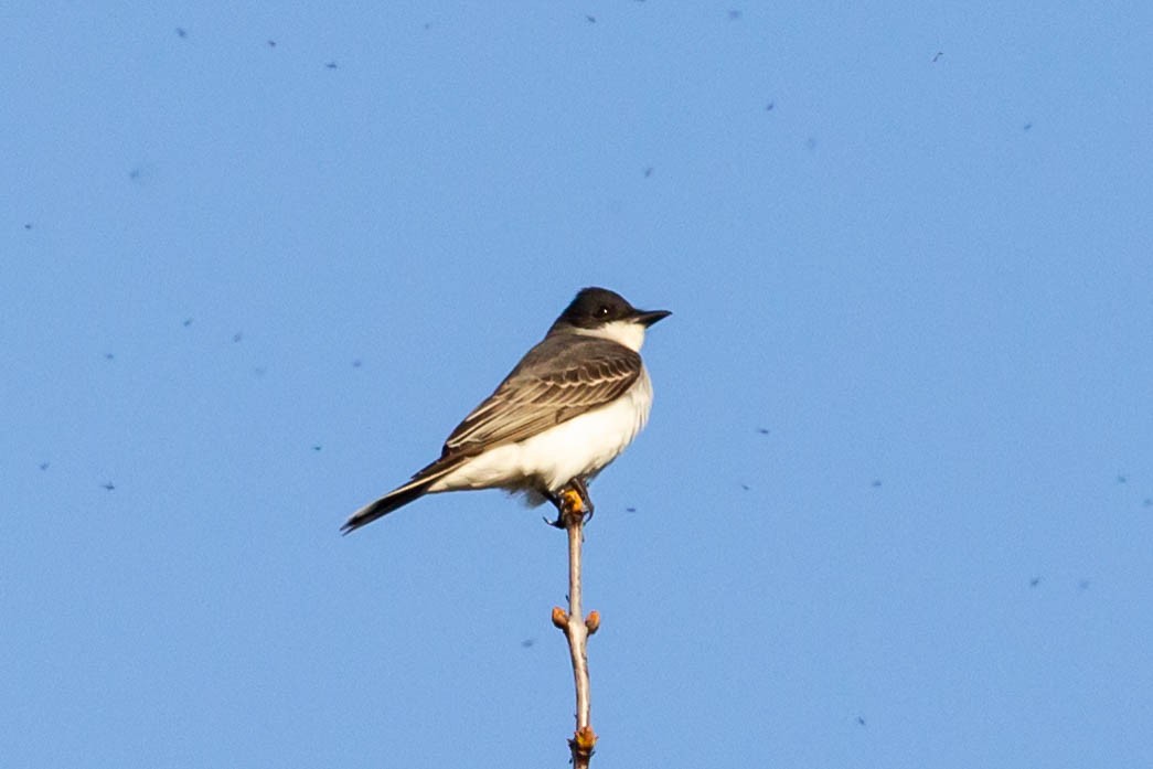 Eastern Kingbird - ML618346425