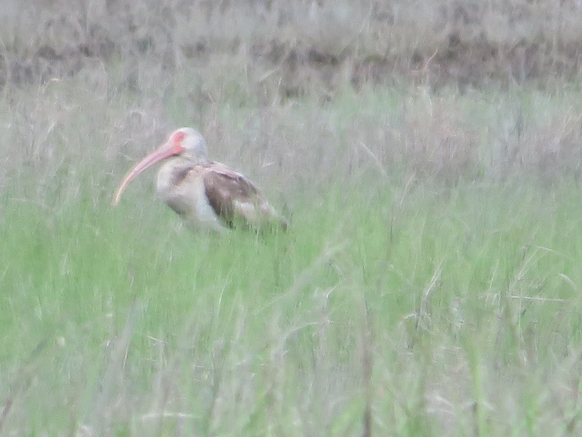 White Ibis - Randy Fisher