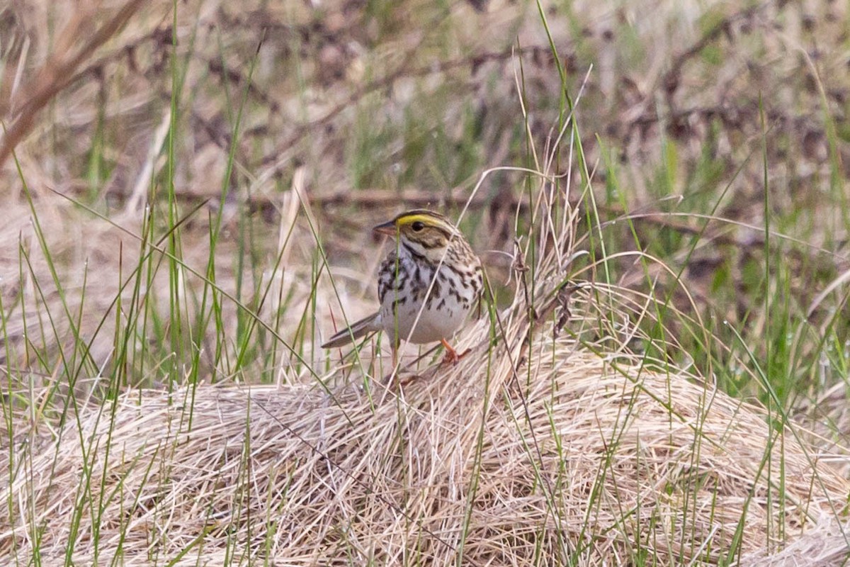 Savannah Sparrow - ML618346446