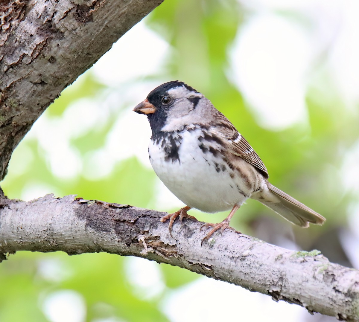 Harris's Sparrow - ML618346456