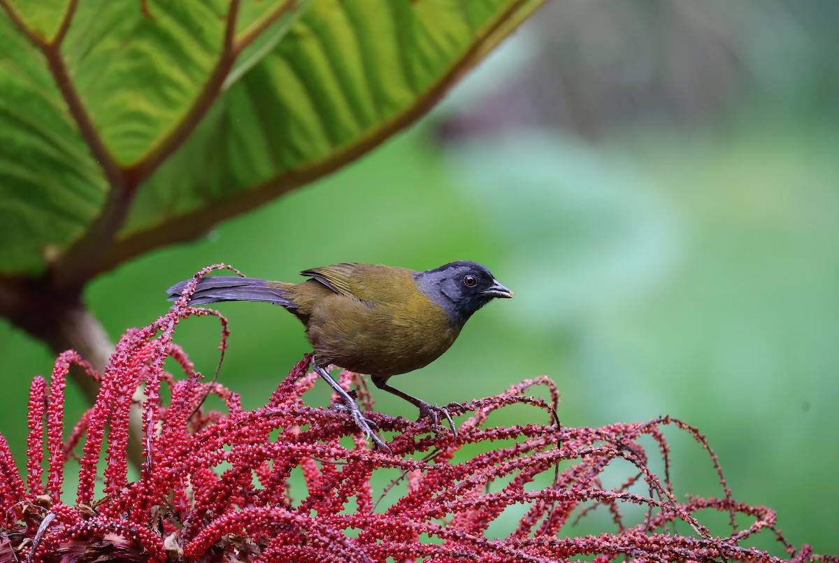 Large-footed Finch - Channa Jayasinghe