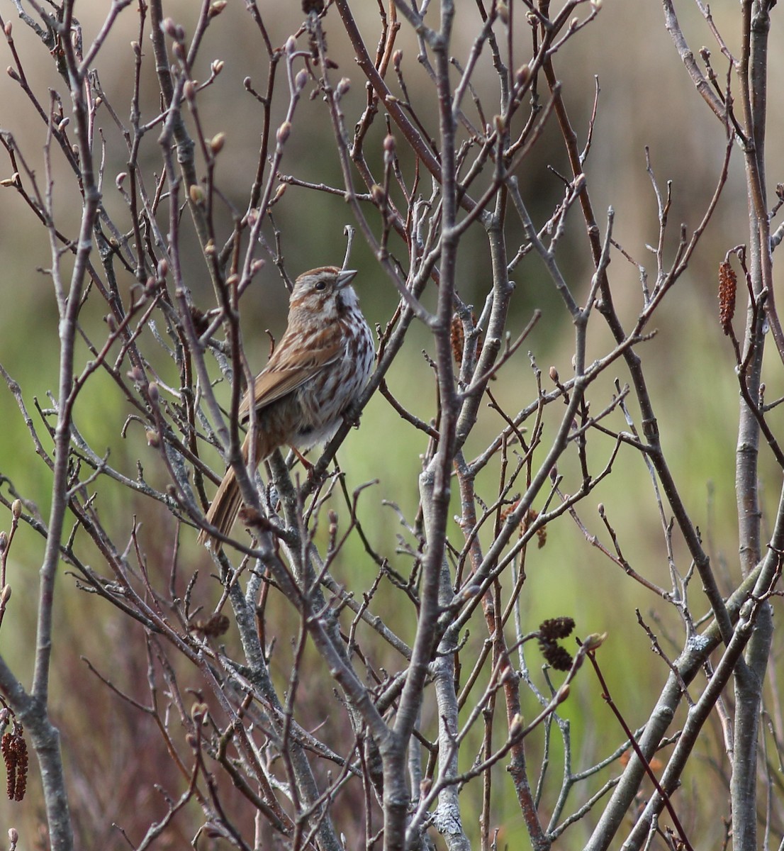 Song Sparrow - Kevin Lantz Non-motorised