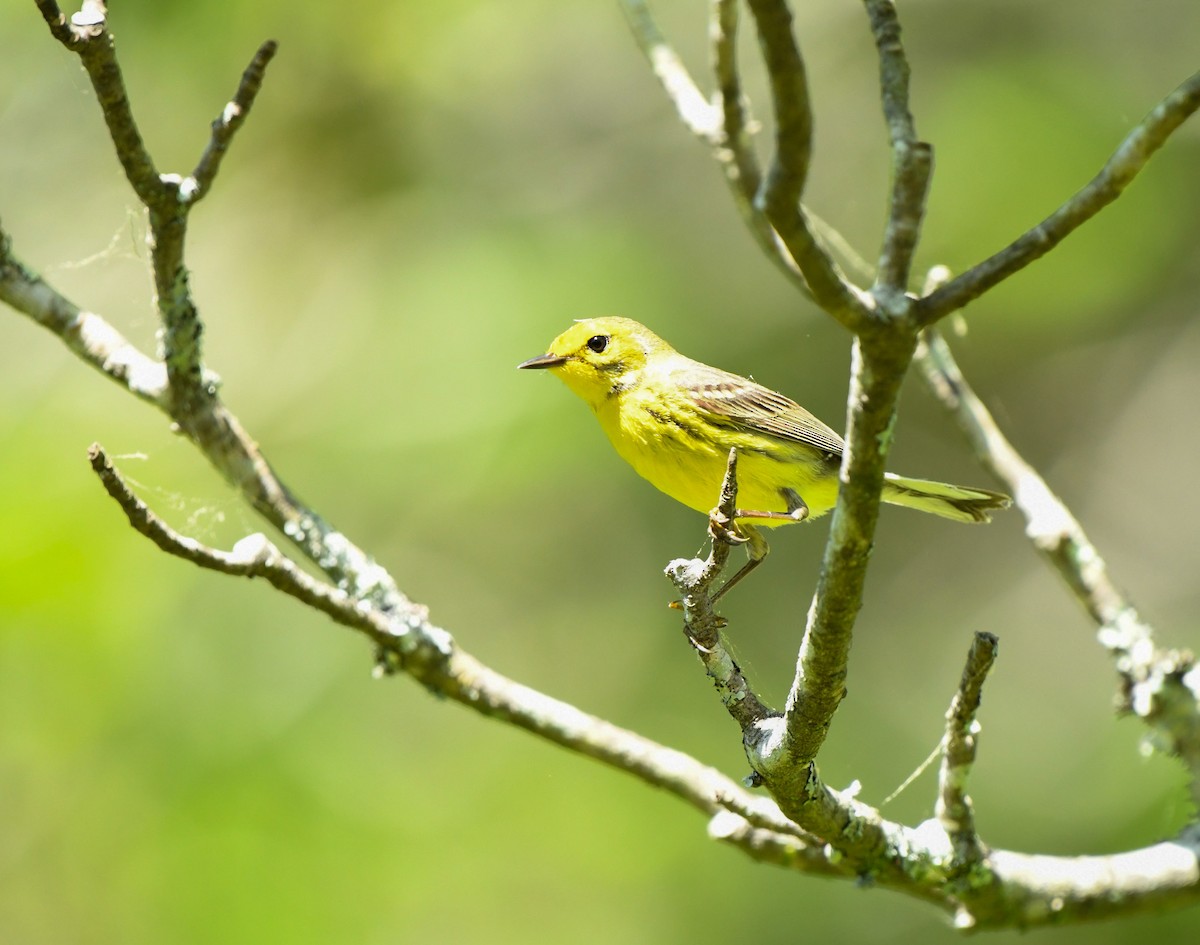 Prairie Warbler - ML618346543