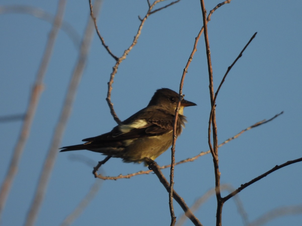 Olive-sided Flycatcher - ML618346552