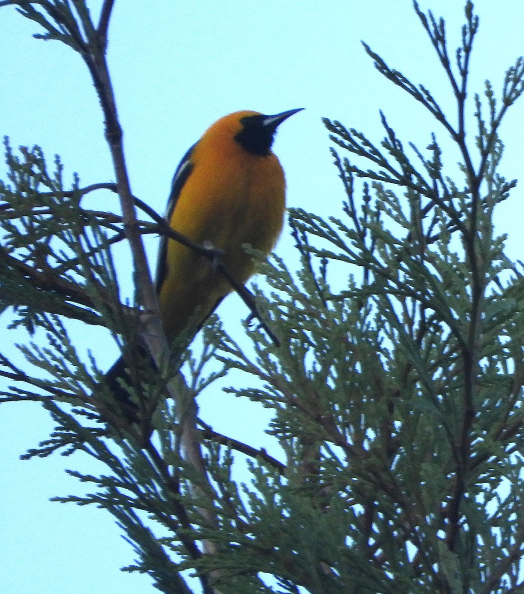 Hooded Oriole - ML618346555