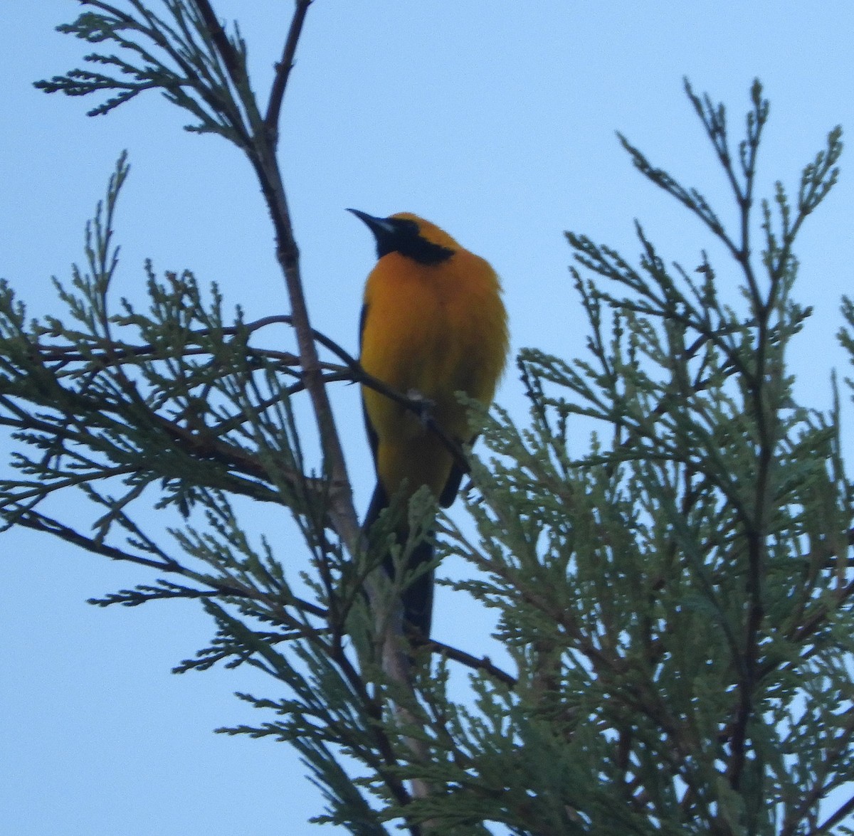 Hooded Oriole - Gregory Zbitnew