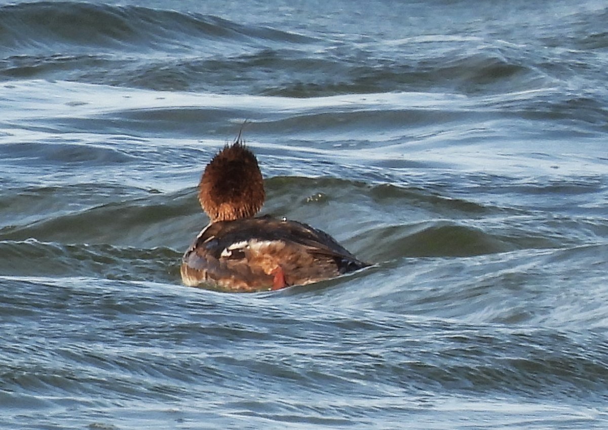 Red-breasted Merganser - ML618346557