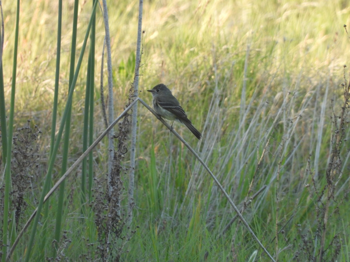 Dusky Flycatcher - ML618346570