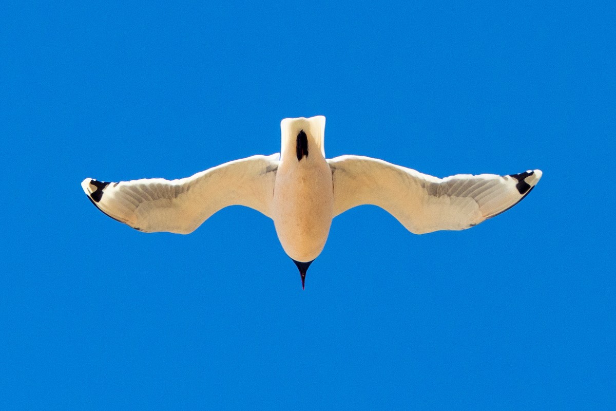 Franklin's Gull - Alvaro Jaramillo