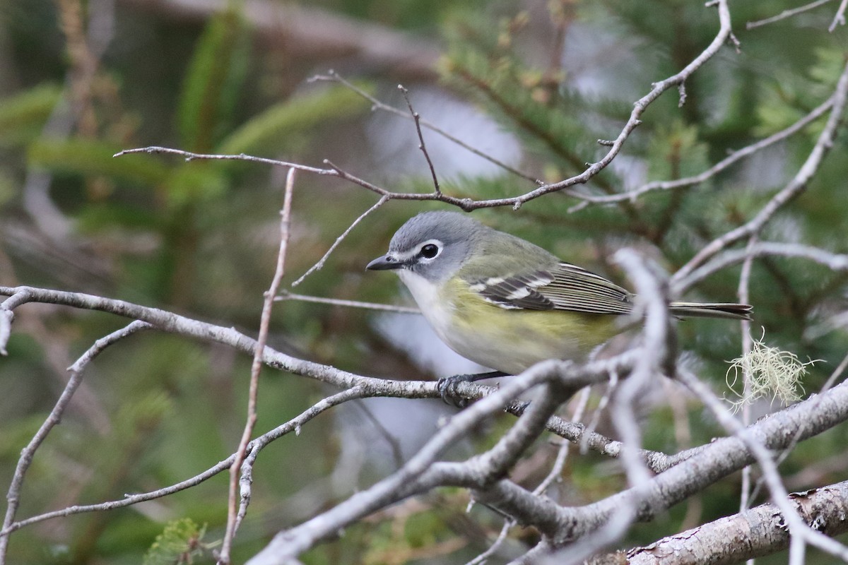 Blue-headed Vireo - Kevin Lantz Non-motorised