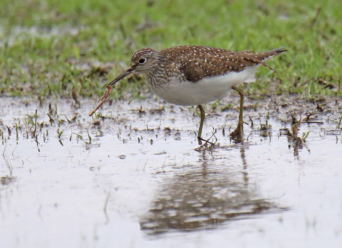 Solitary Sandpiper - ML618346612