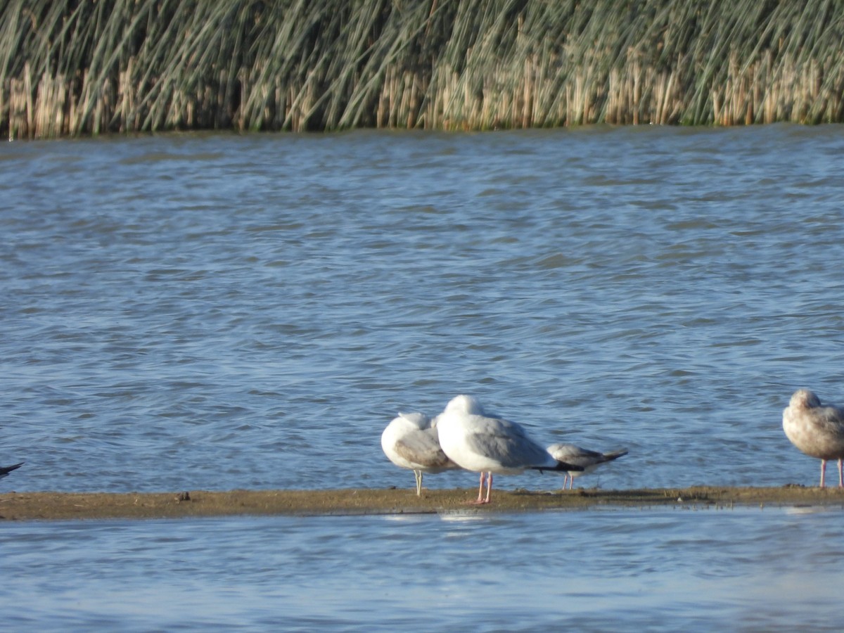 Herring Gull - ML618346635