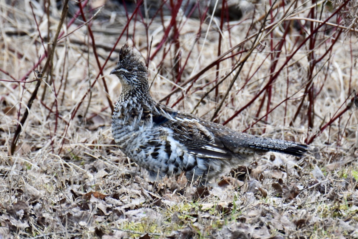 Ruffed Grouse - ML618346678