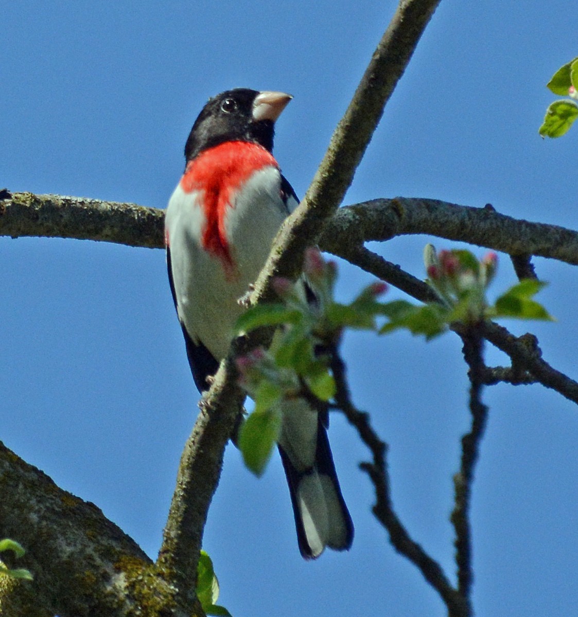 Rose-breasted Grosbeak - Carol Berney