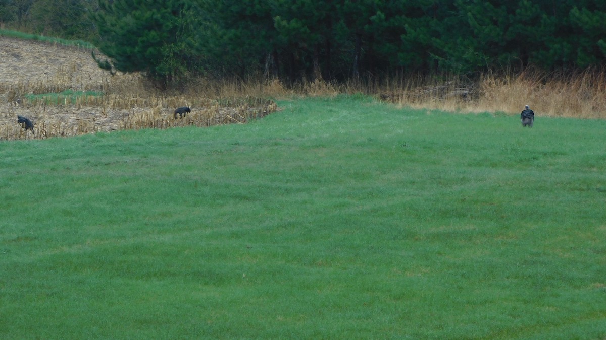 Wild Turkey - Jeanne Dukerschein