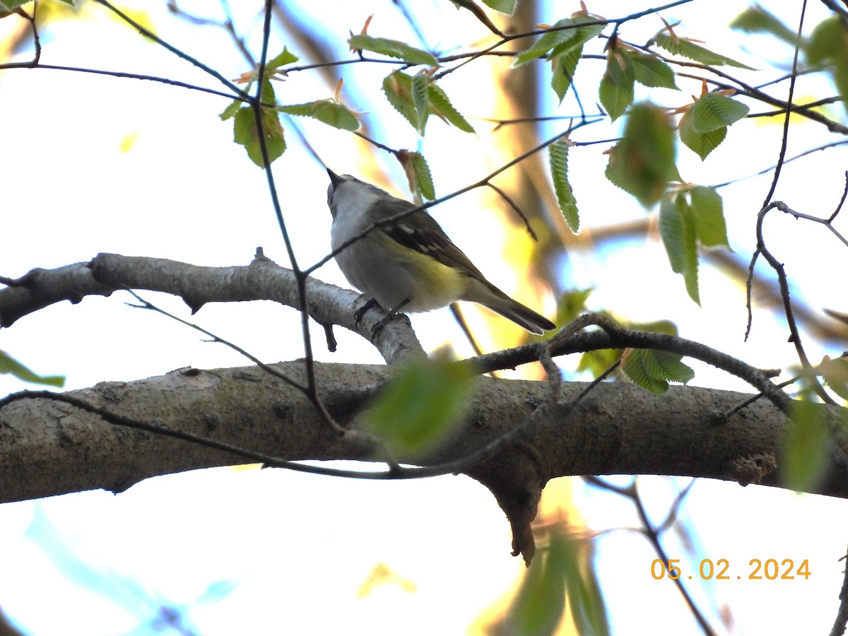 Mavi Başlı Vireo - ML618346710