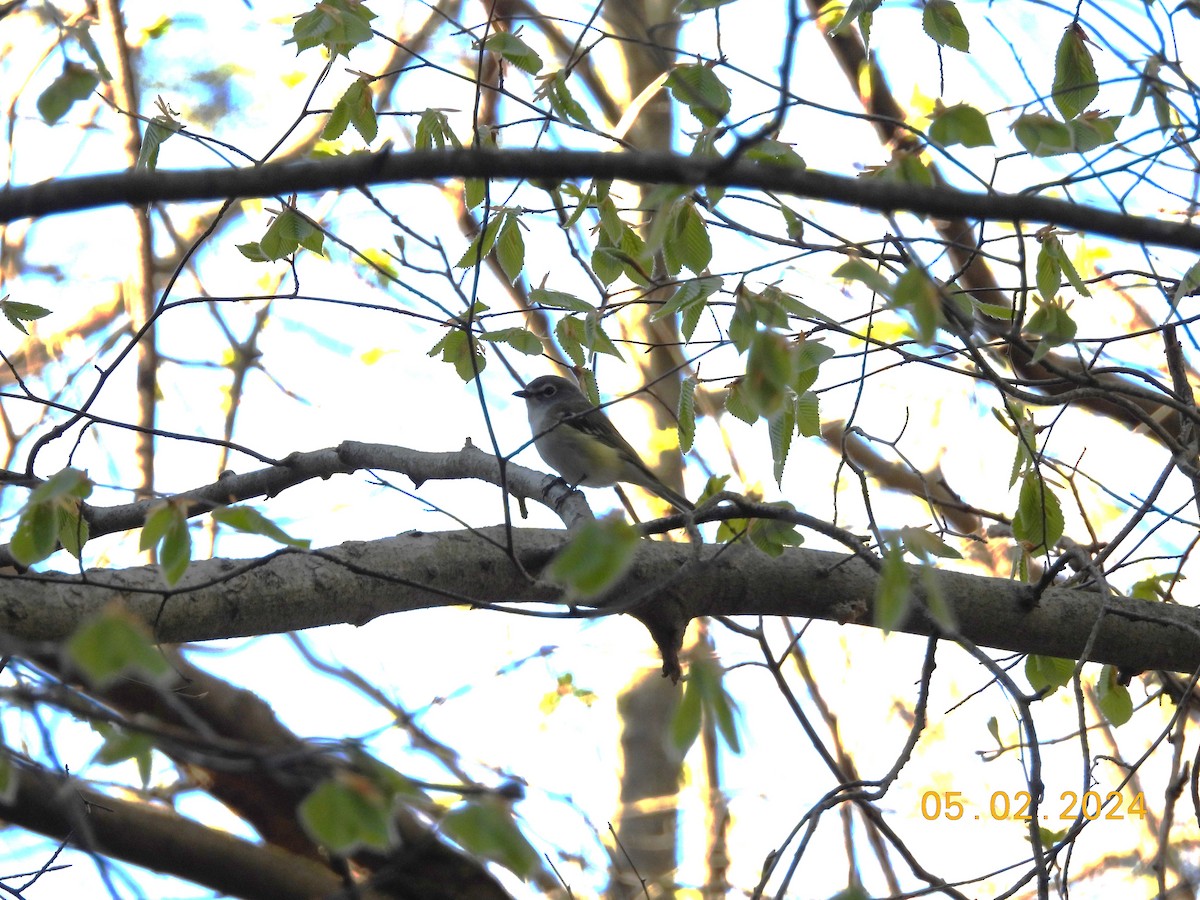 Vireo Solitario - ML618346711