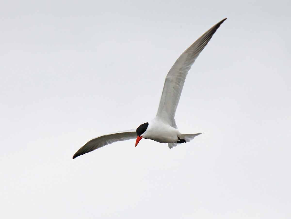 Caspian Tern - ML618346712