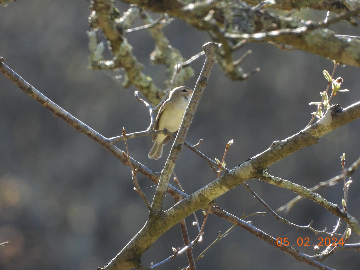 Warbling Vireo - ML618346746