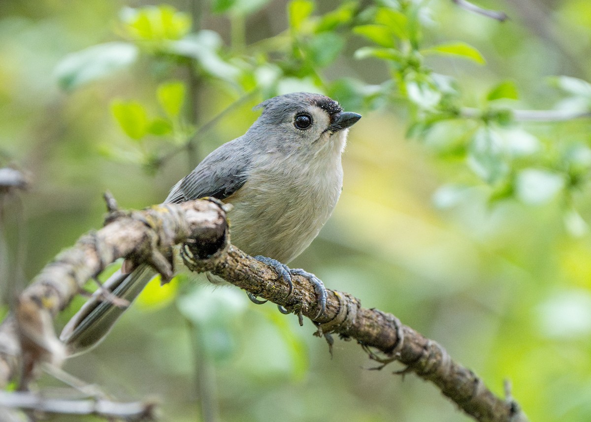 Tufted Titmouse - ML618346751