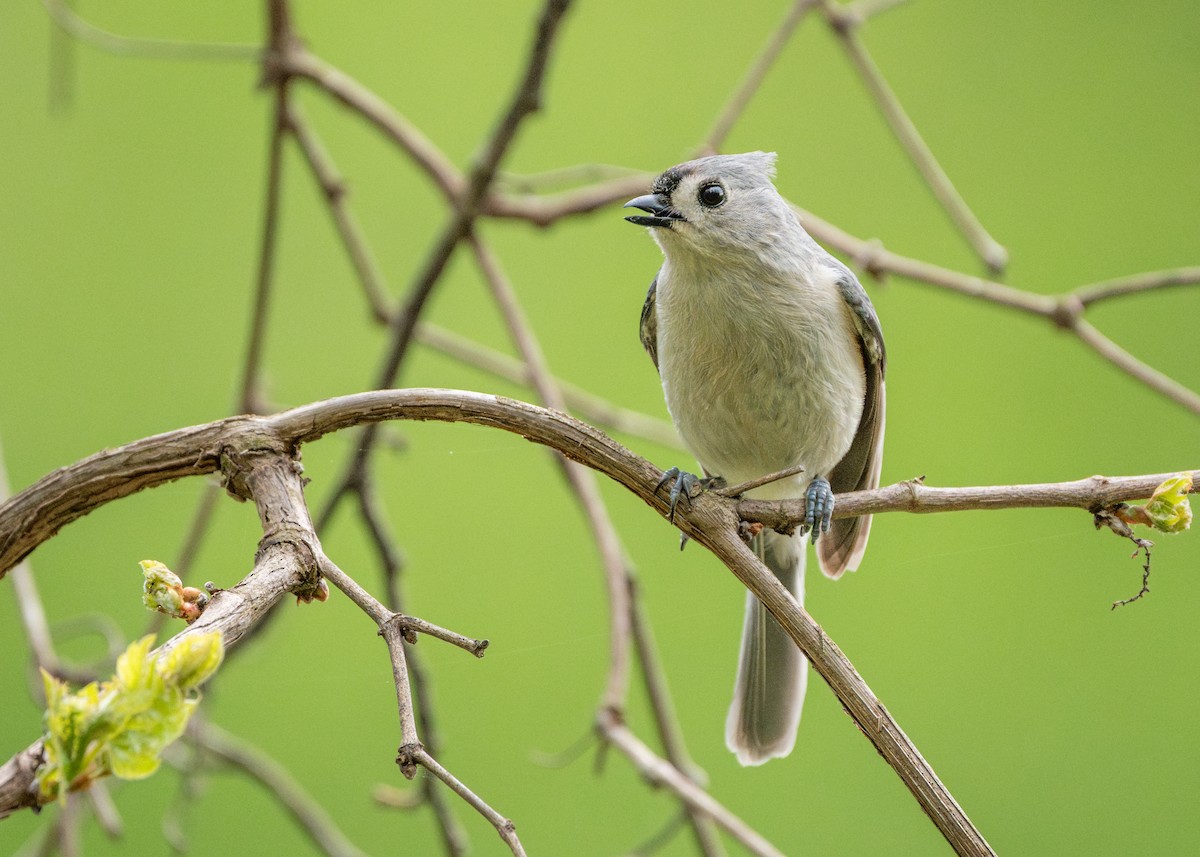 Tufted Titmouse - ML618346752