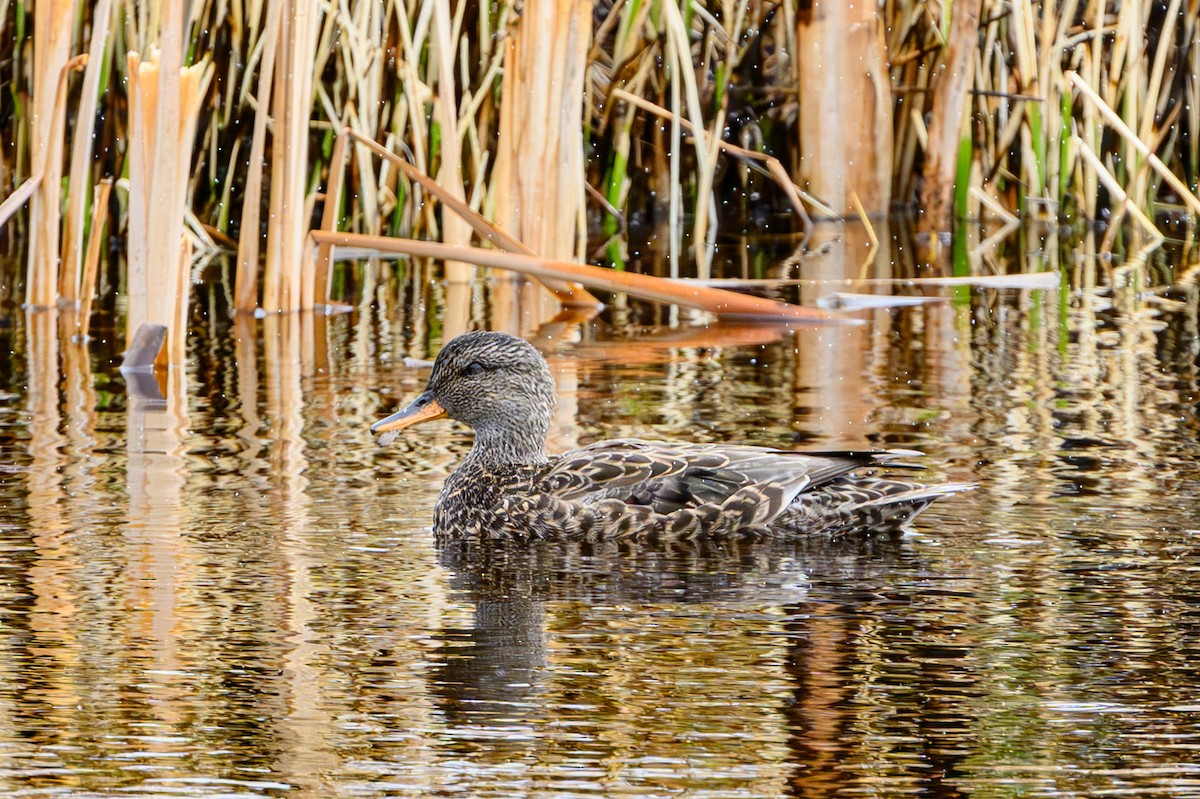 Canard chipeau - ML618346774