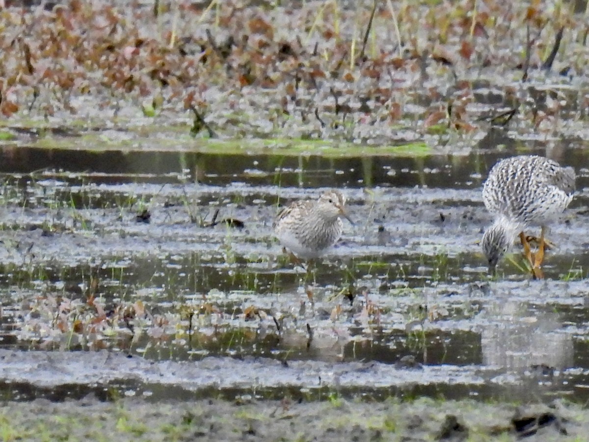 Pectoral Sandpiper - ML618346777