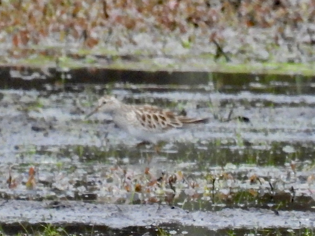 Pectoral Sandpiper - Brad Smith