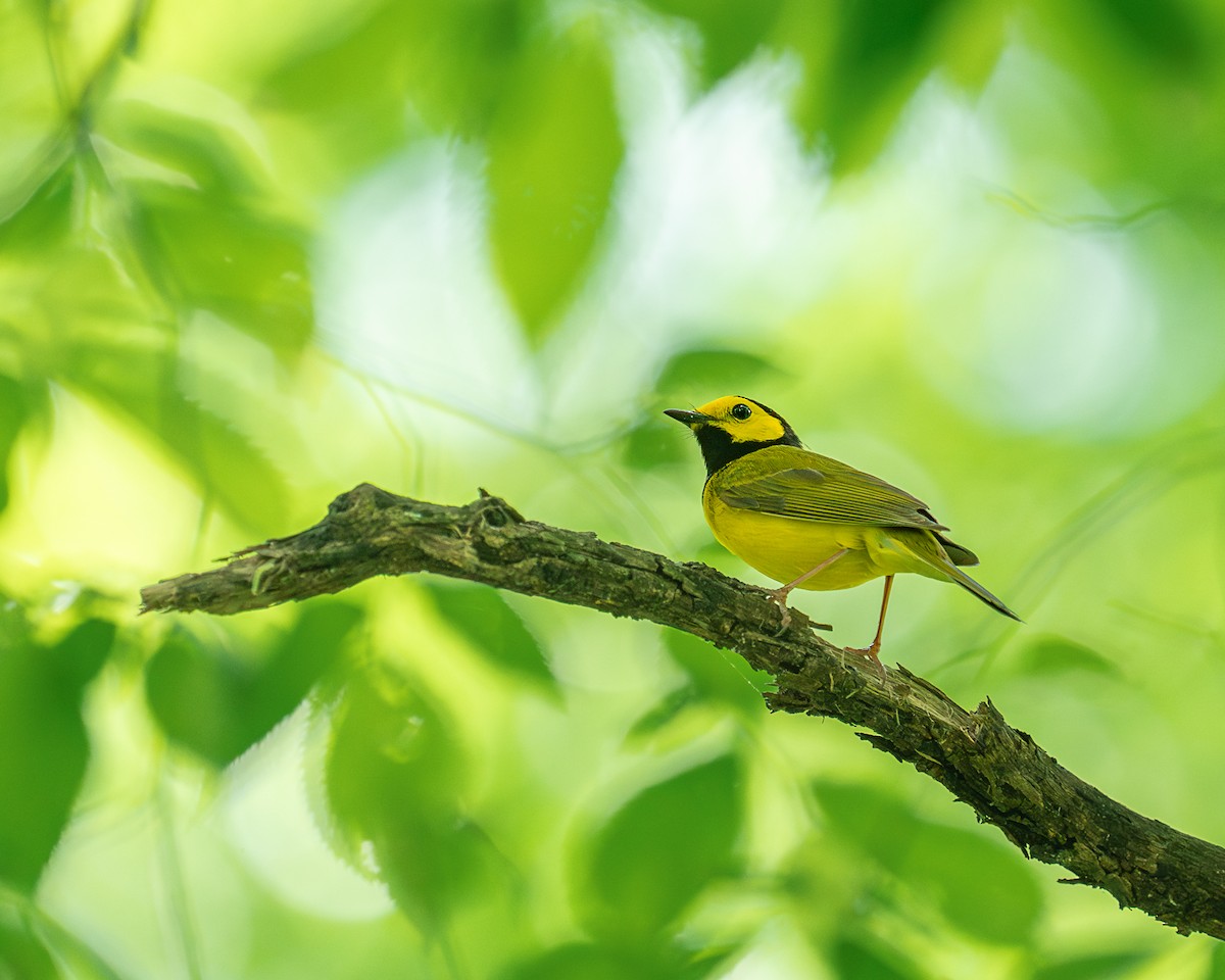 Hooded Warbler - ML618346779