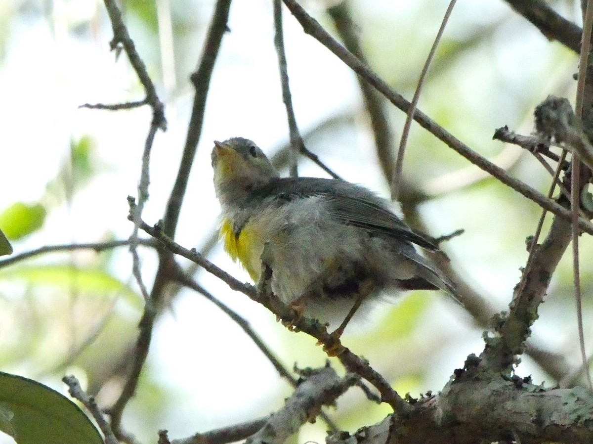 Northern Parula - Jake Streets