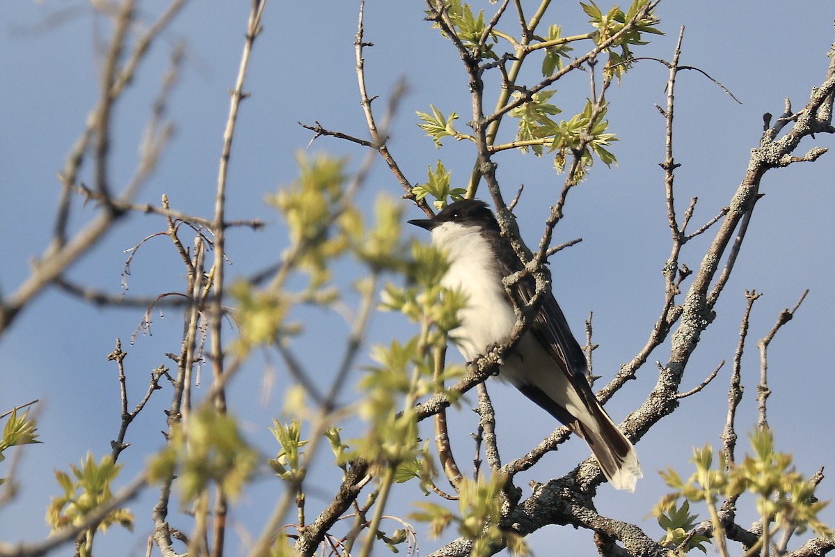 Eastern Kingbird - Femma Van As