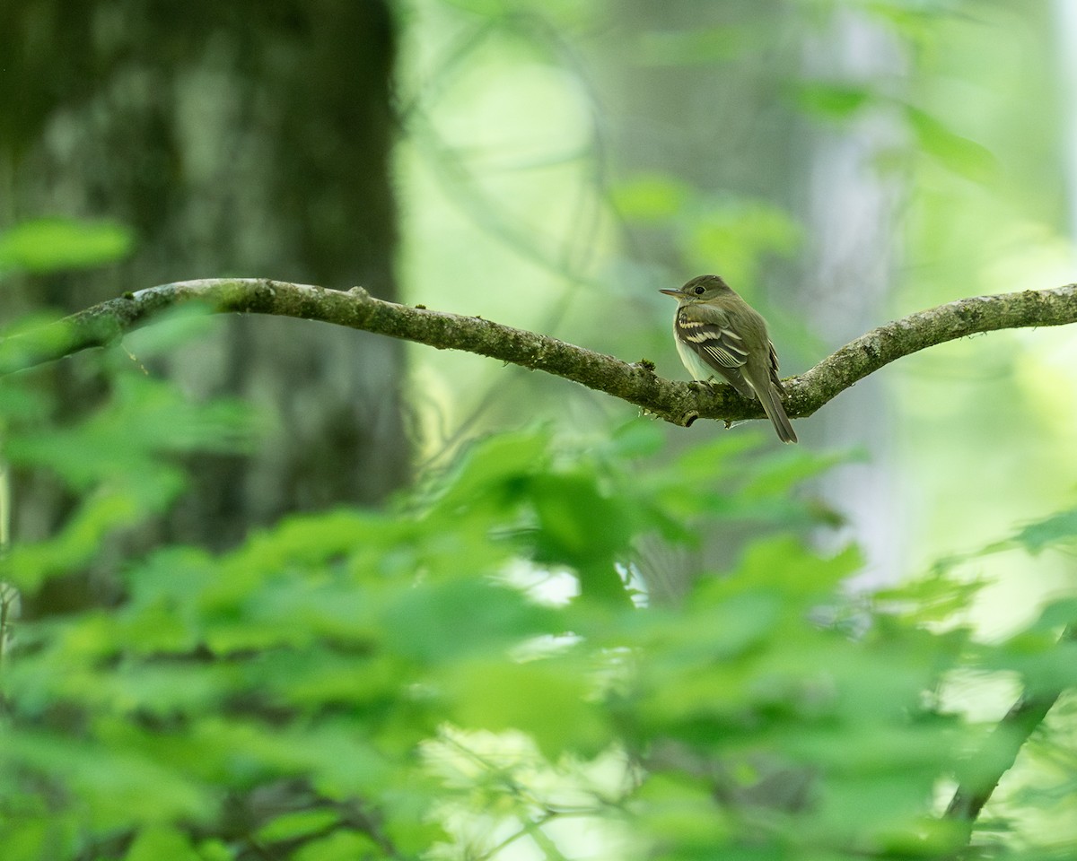 Acadian Flycatcher - Kevin Burt