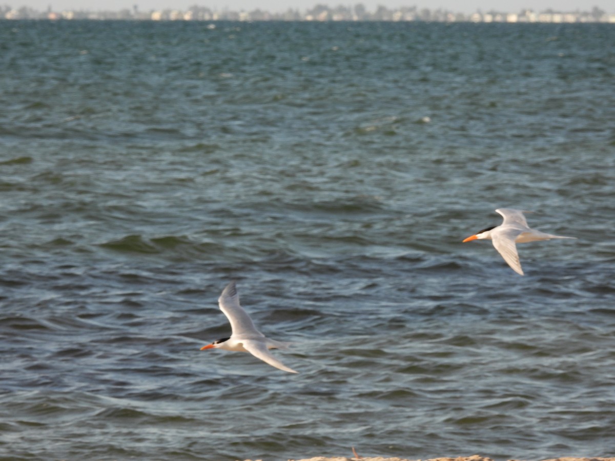 Royal Tern - Susan Dale Goebel