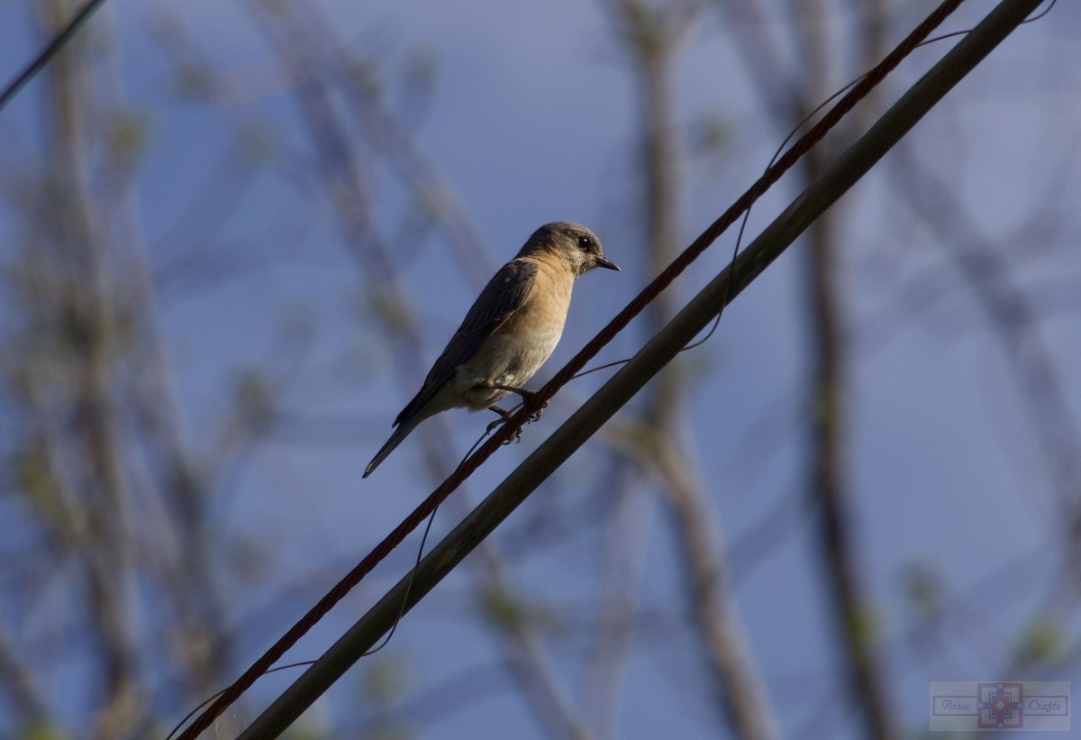 Eastern Bluebird - ML618346947