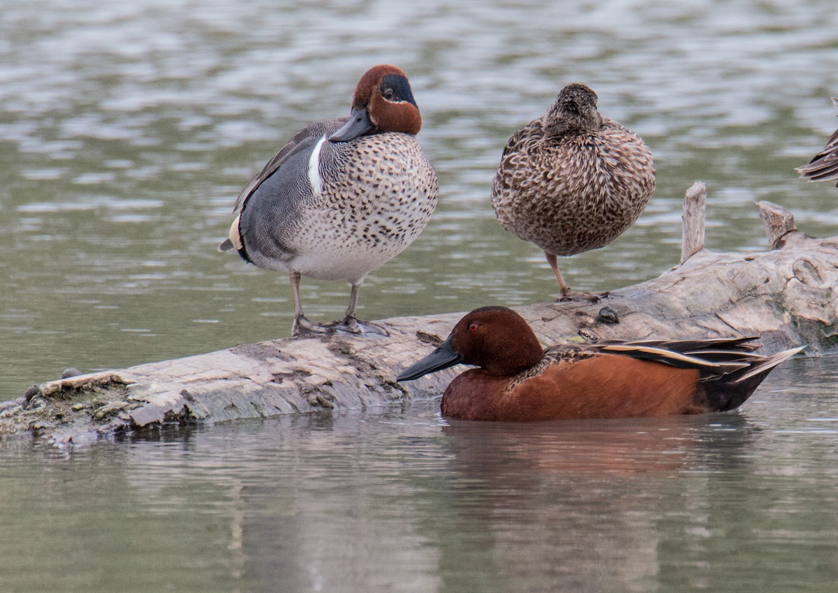 Cinnamon Teal - Robert Oberfelder