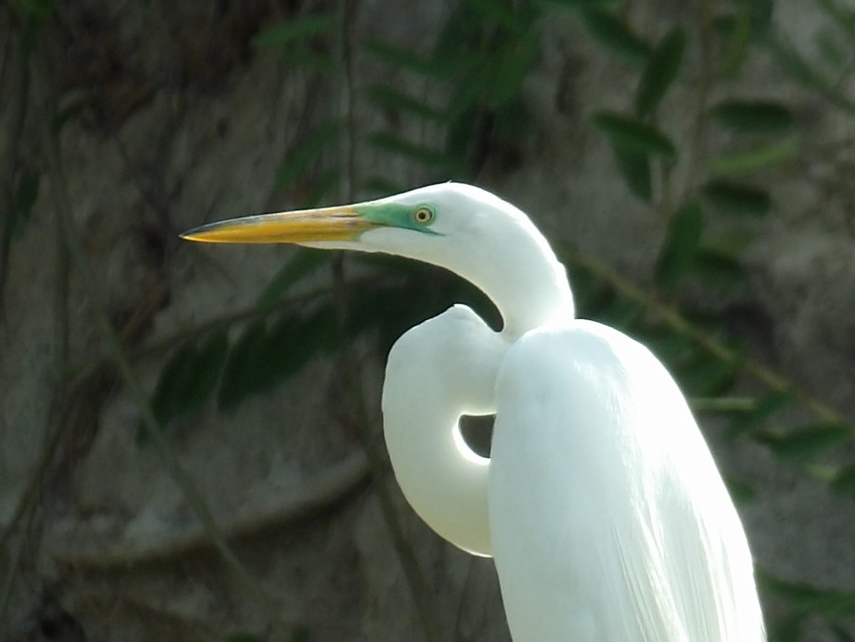 Great Egret - Samantha Jean