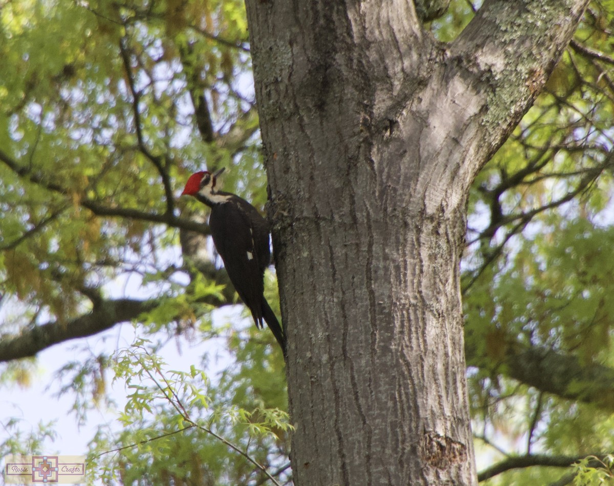 Pileated Woodpecker - Rose Marie