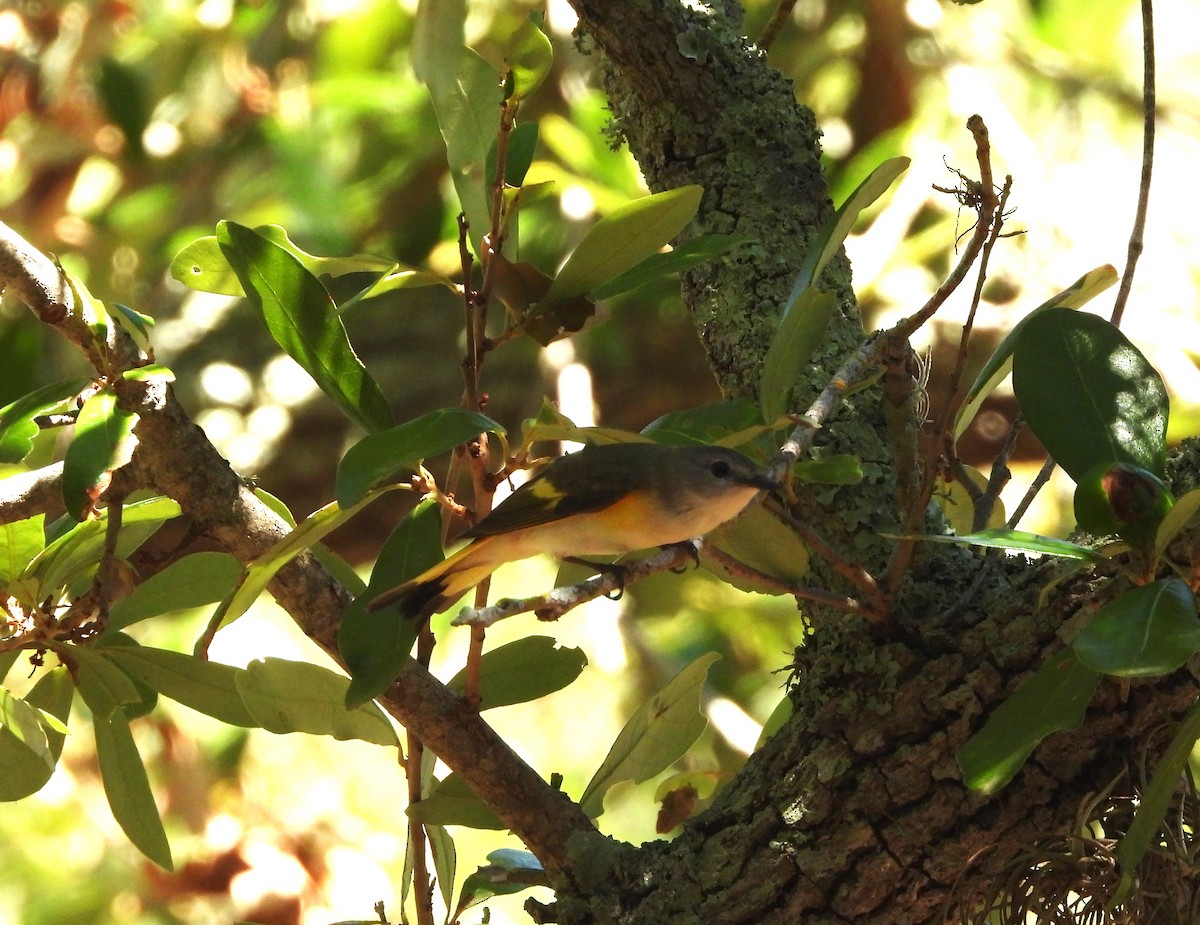 American Redstart - John Cima