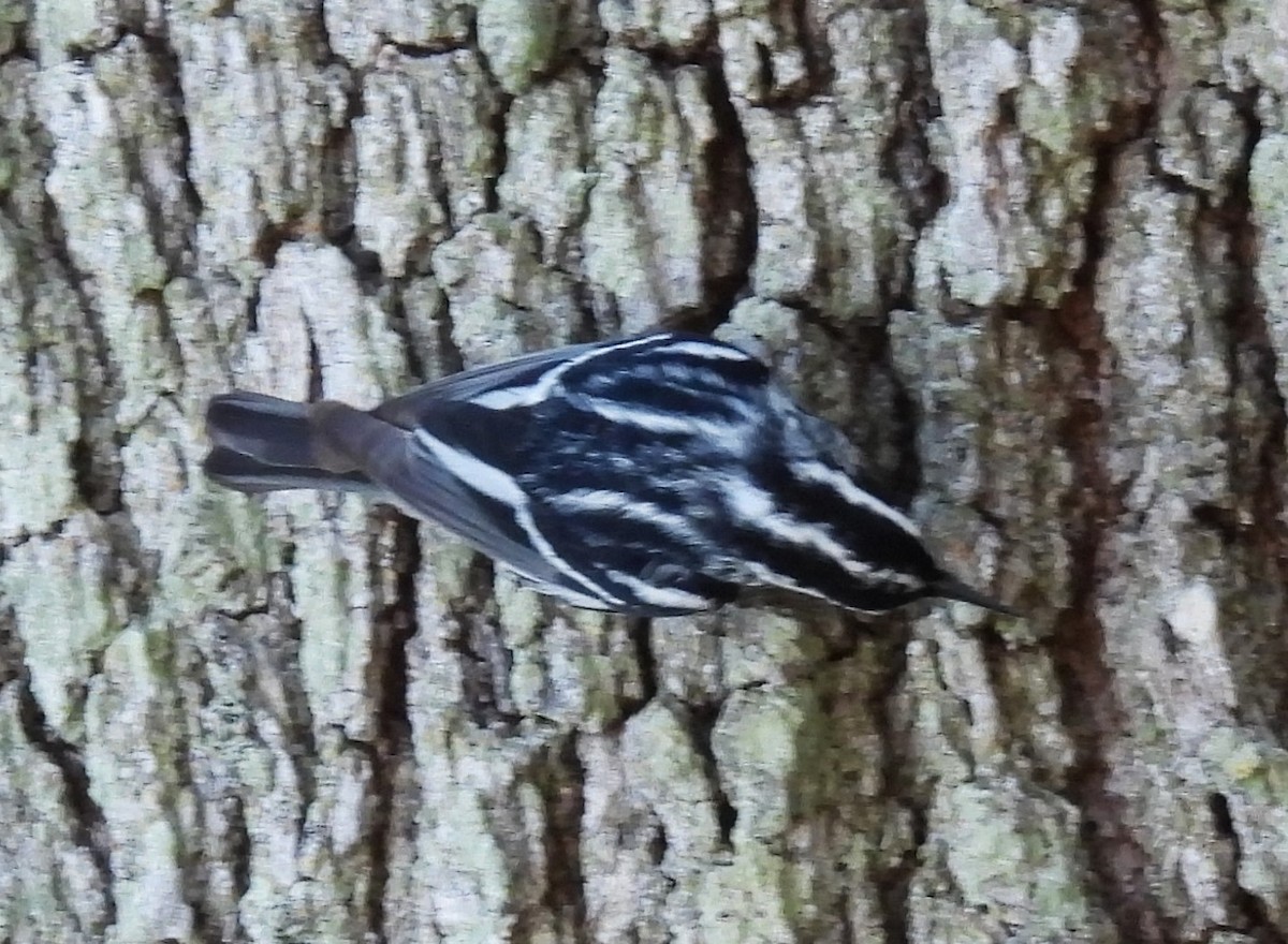 Black-and-white Warbler - Susan Dale Goebel