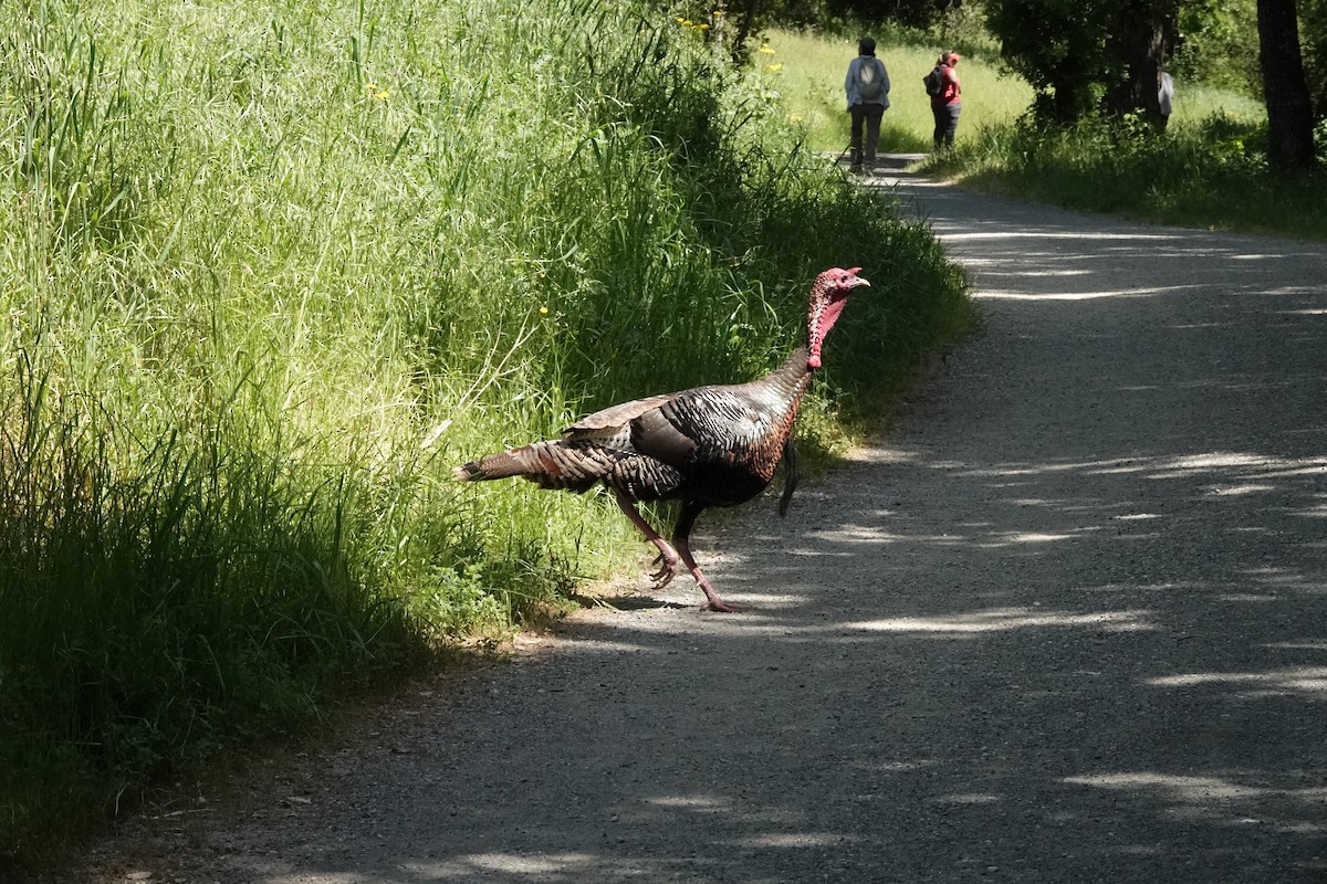 Wild Turkey - ML618347053