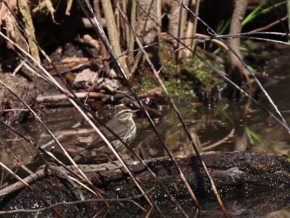 Northern Waterthrush - Garth V. Riley