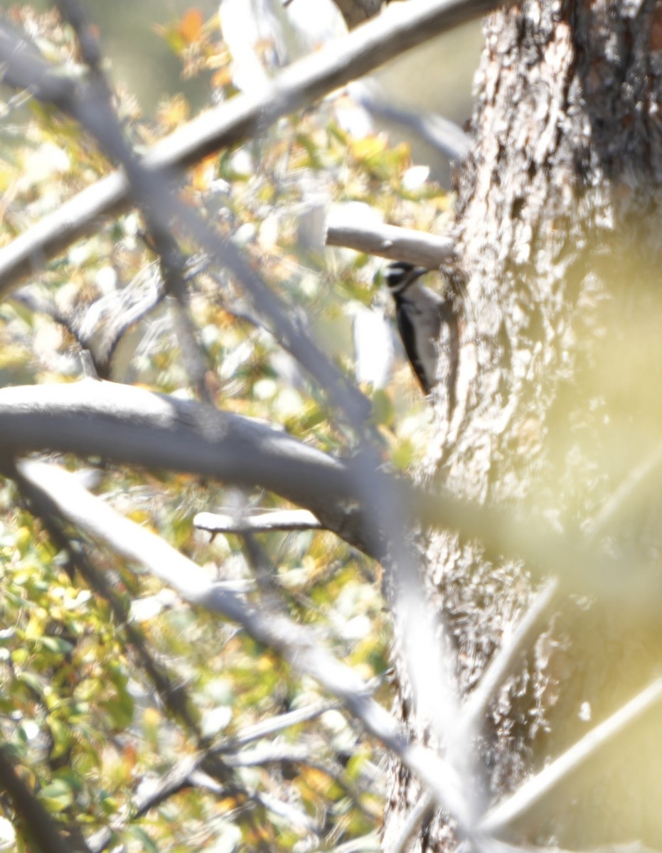 Hairy Woodpecker - John Rhoades