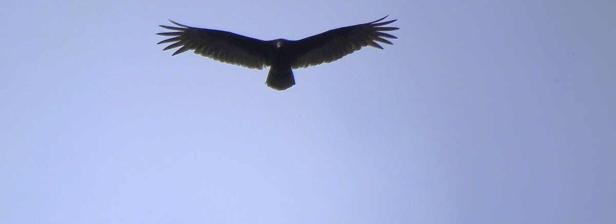 Turkey Vulture - Ashu Singh