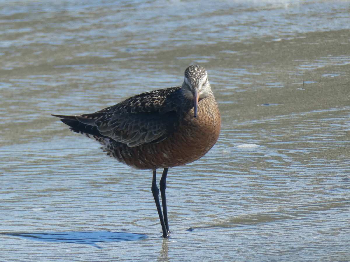 Hudsonian Godwit - ML618347155