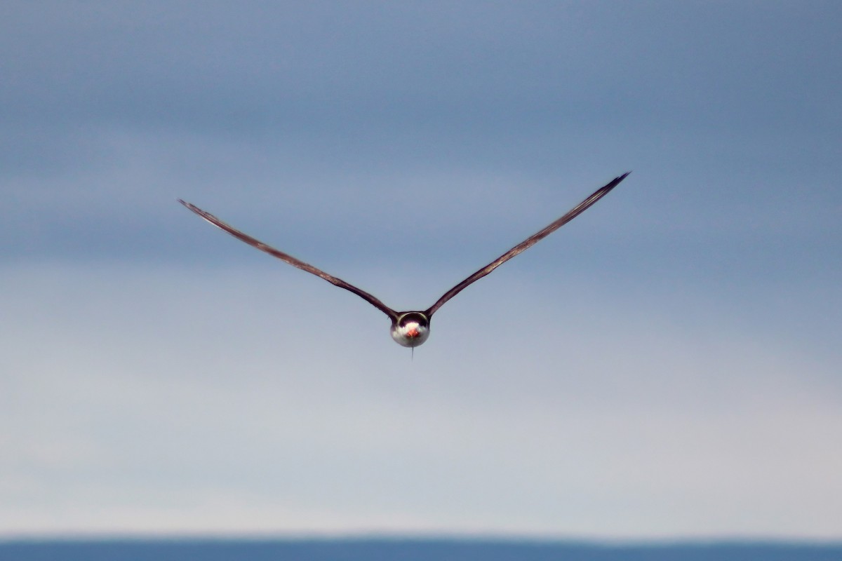 Black Skimmer (cinerascens) - ML618347158