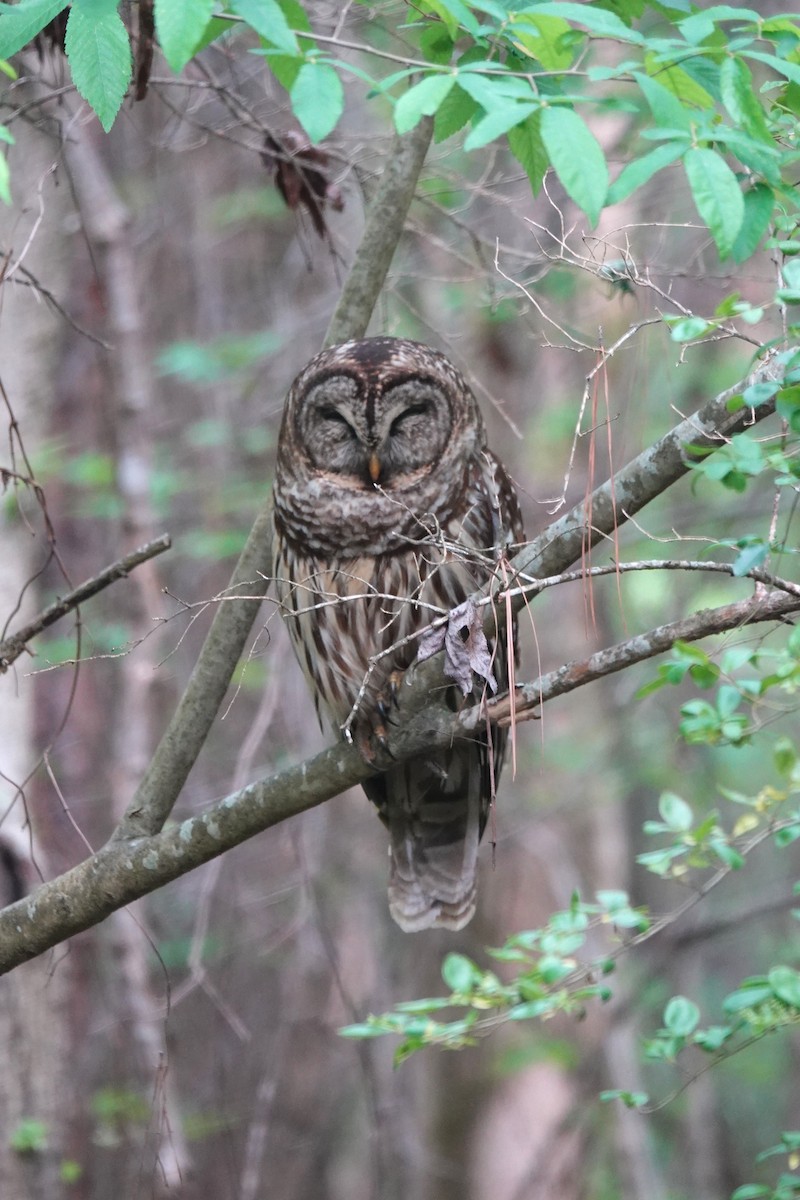 Barred Owl - ML618347166