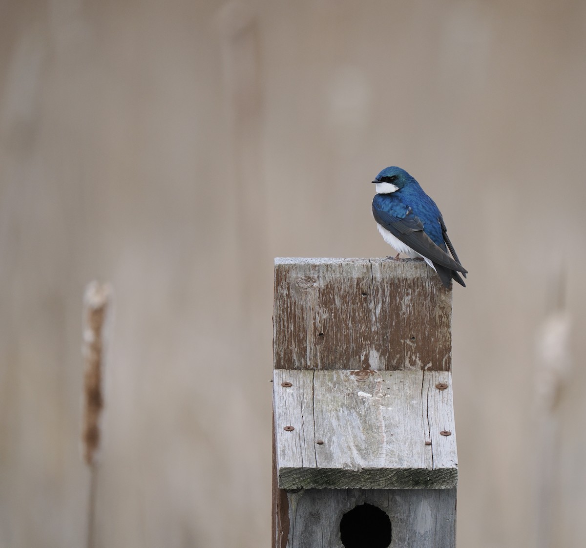 Golondrina Bicolor - ML618347181