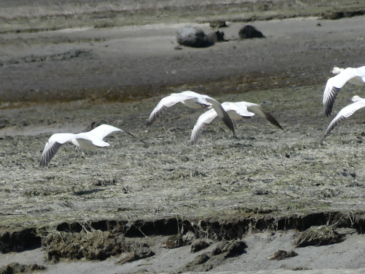 Snow Goose - ML618347189