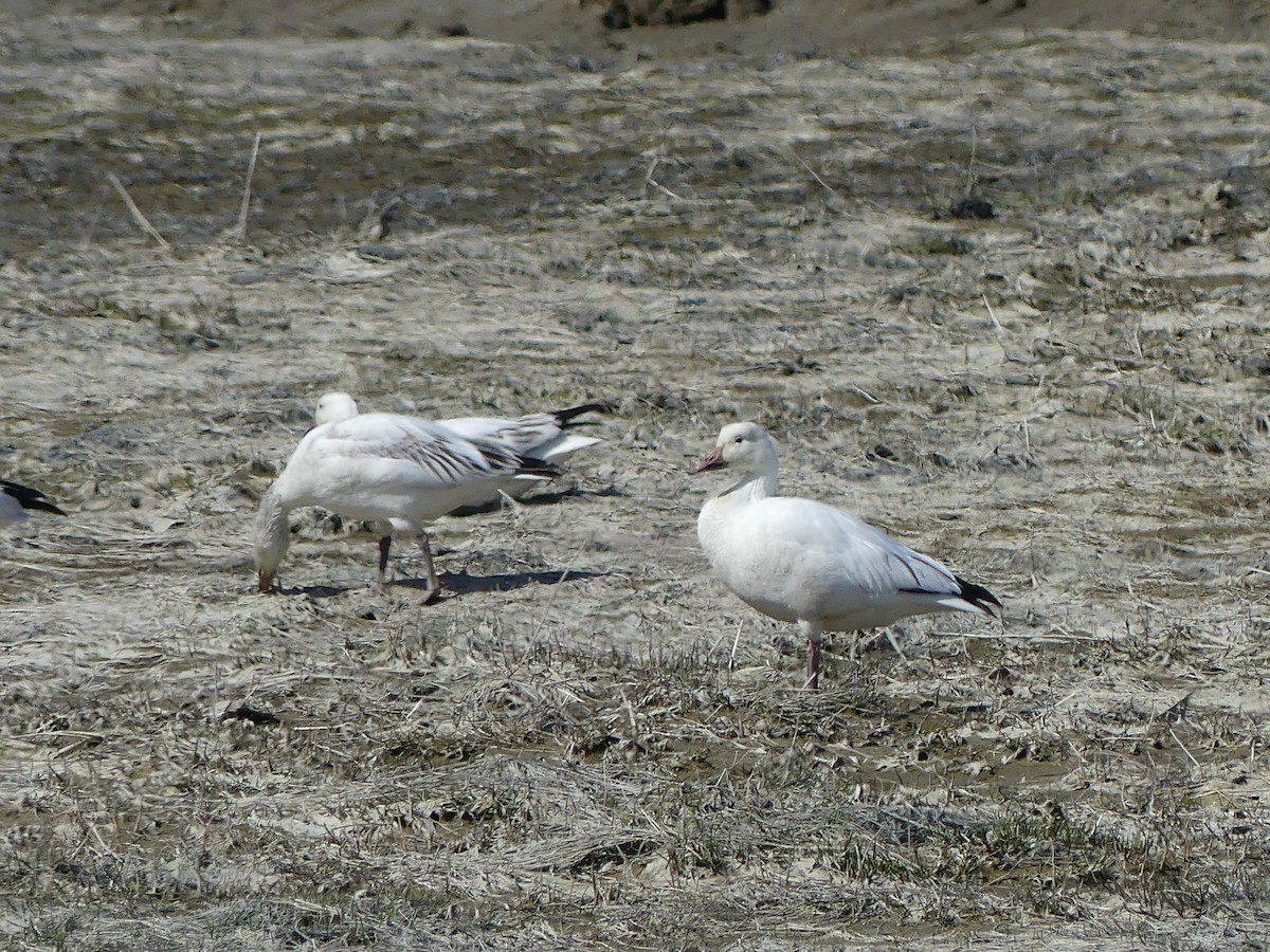 Snow Goose - ML618347191